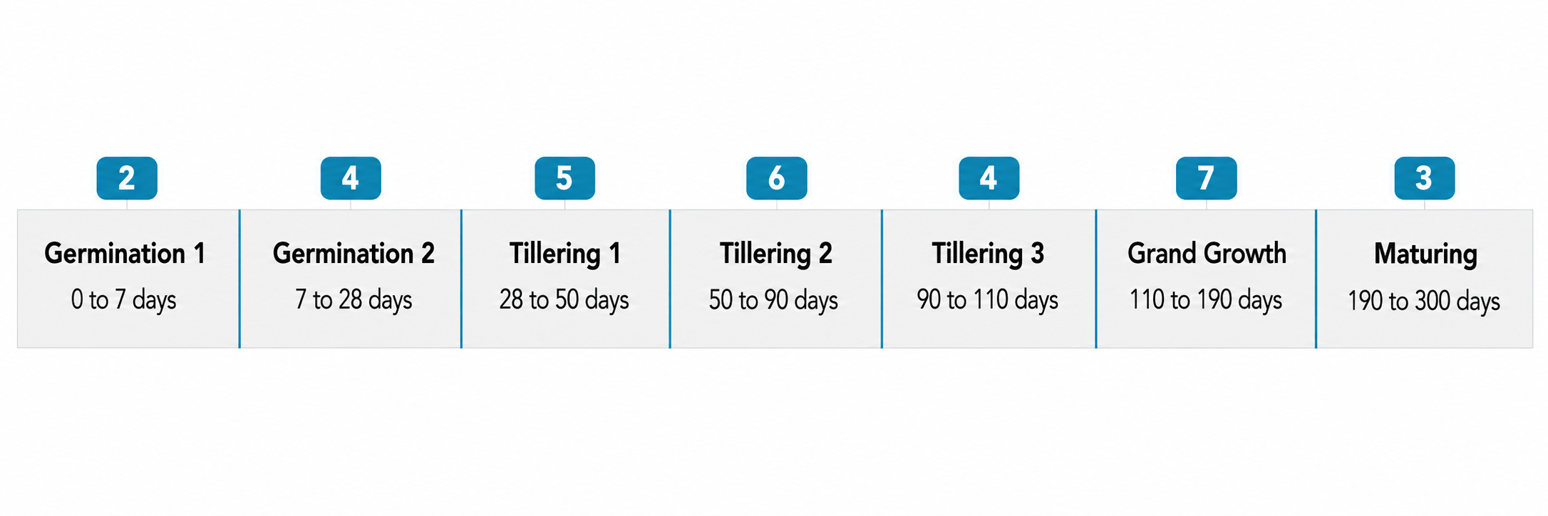 Cane calendar stages flow showing the seven cane growth stages from germination through maturing with day ranges.
